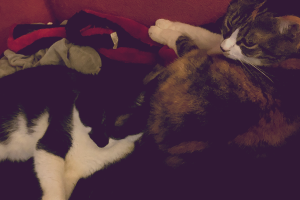 Lady & Mr. Pickles